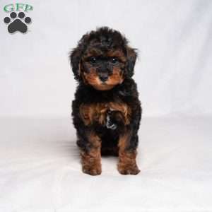 Jessica, Cavapoo Puppy